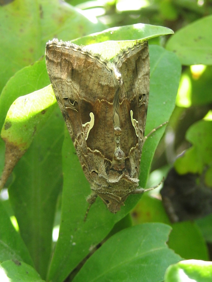 Autographa gamma - Noctuidae