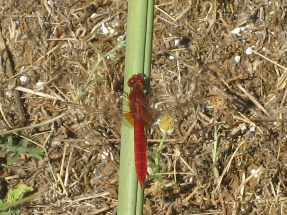 Crocothemis erythraea maschio??