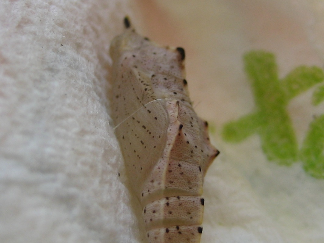 Bruco/Pupa