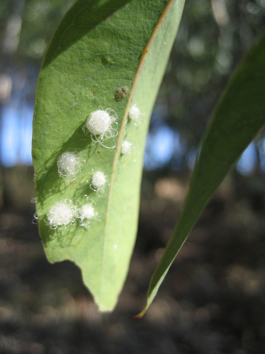 foglie di eucalipti (Glycaspis brimblecombei?)