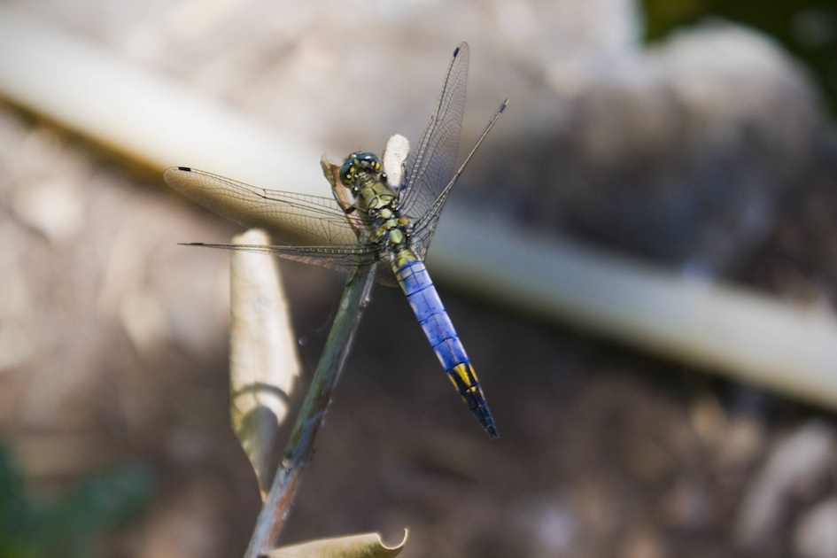 Libellula depressa??