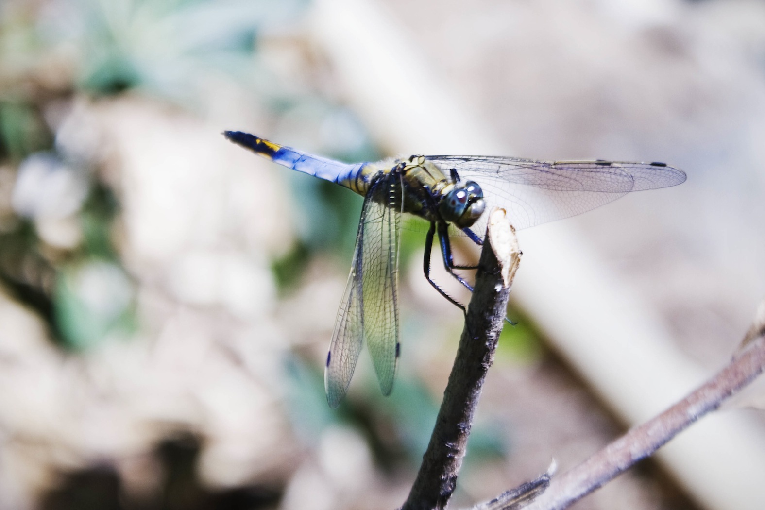 Libellula depressa??