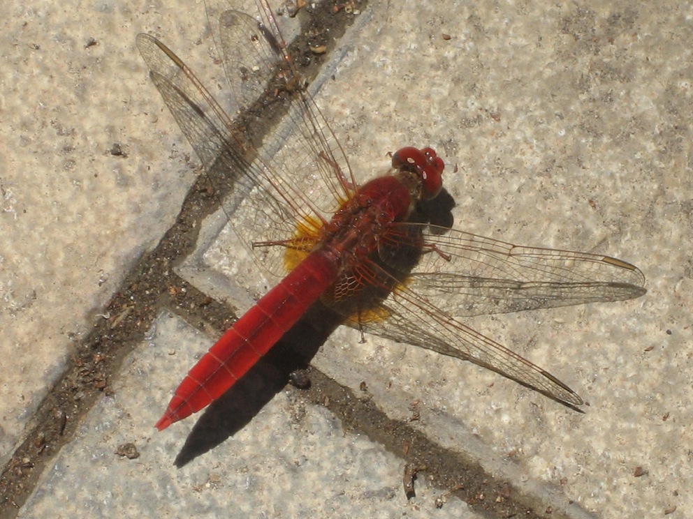 maschio di Crocothemis erythraea?? - S