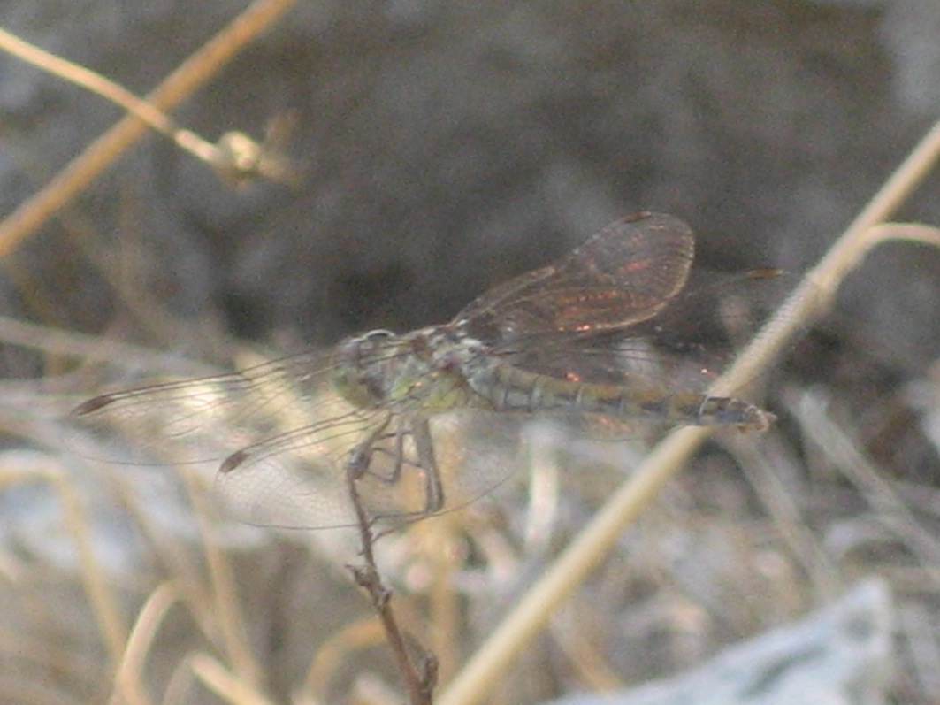 identificazione: femmina di Sympetrum striolatum