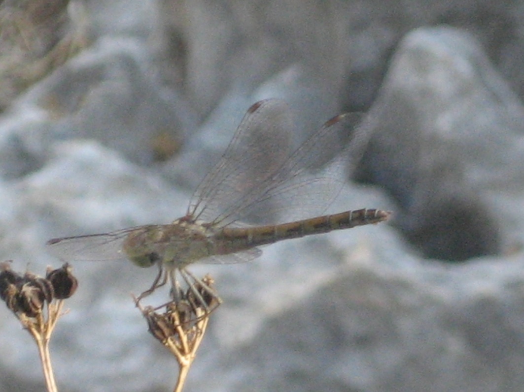 identificazione: femmina di Sympetrum striolatum