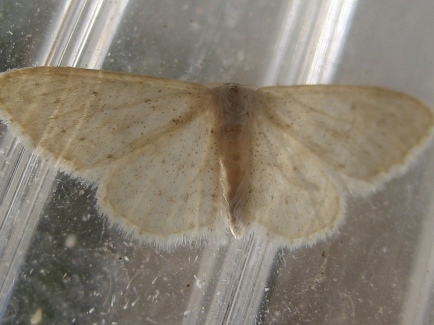 id geometridae