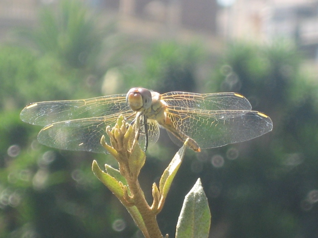 Crocothemis erythraea femmina2 ?