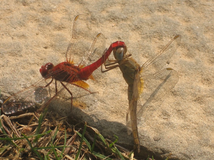 Crocothemis erythraea?? - S