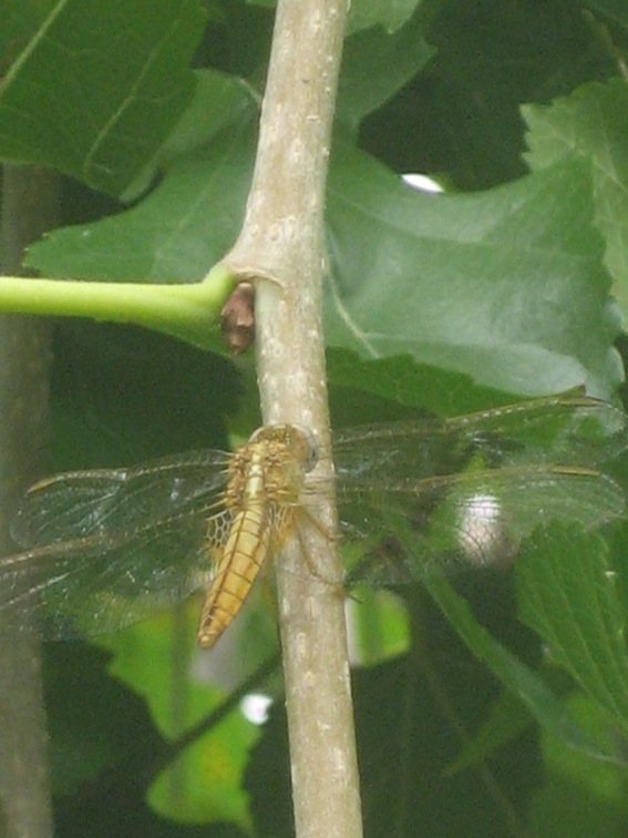 Crocothemis erythraea femmina? - S