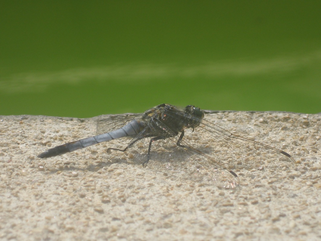 identificazione - Orthetrum cancellatum (maschio)