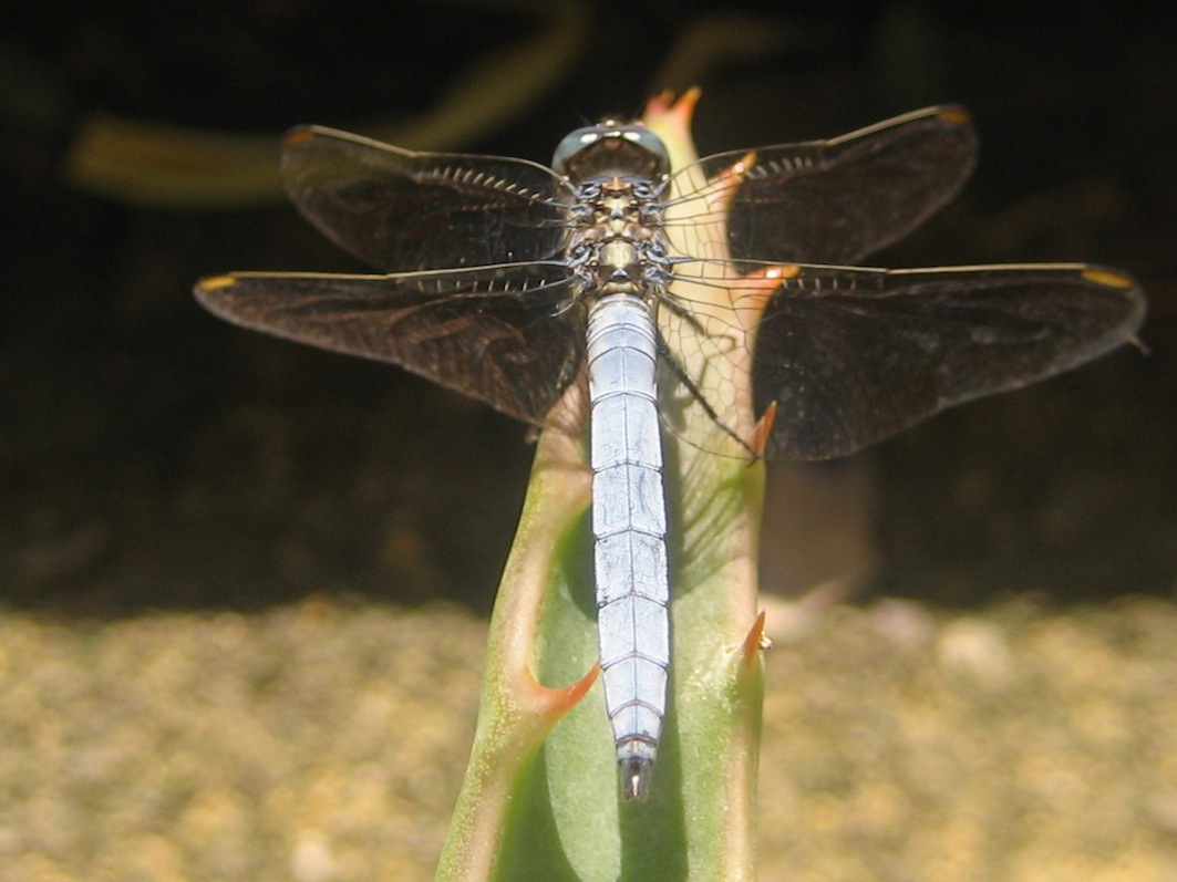 Orthetrum coerulescens