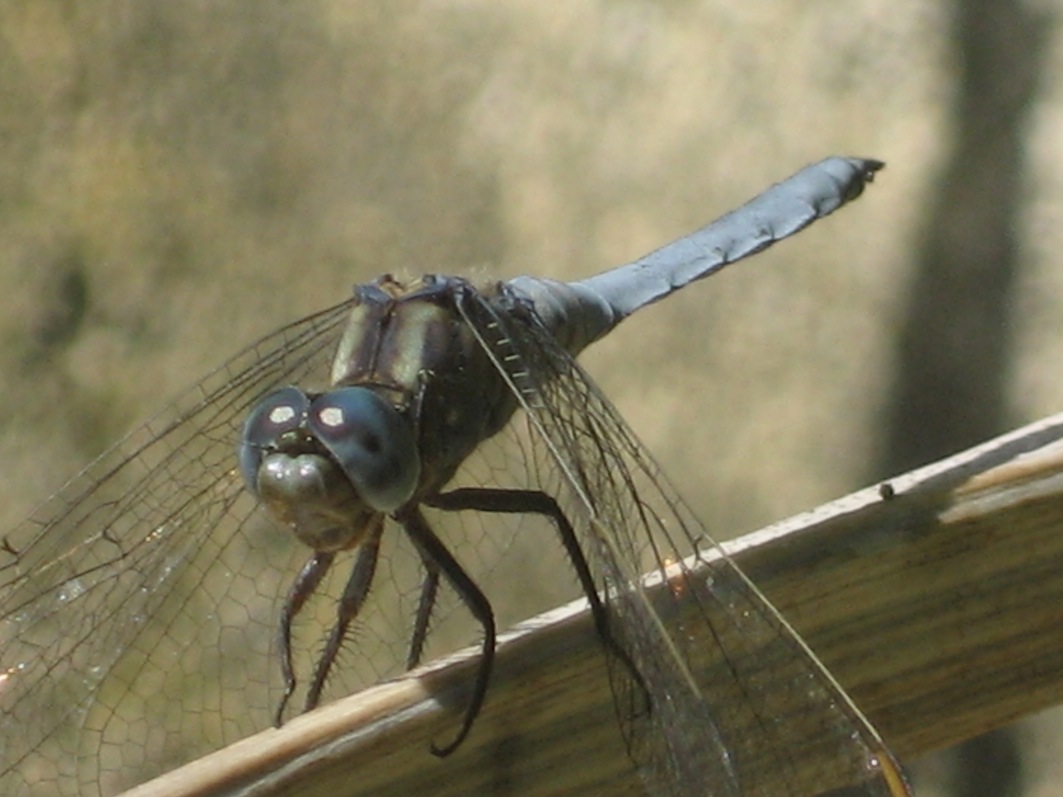 Orthetrum coerulescens