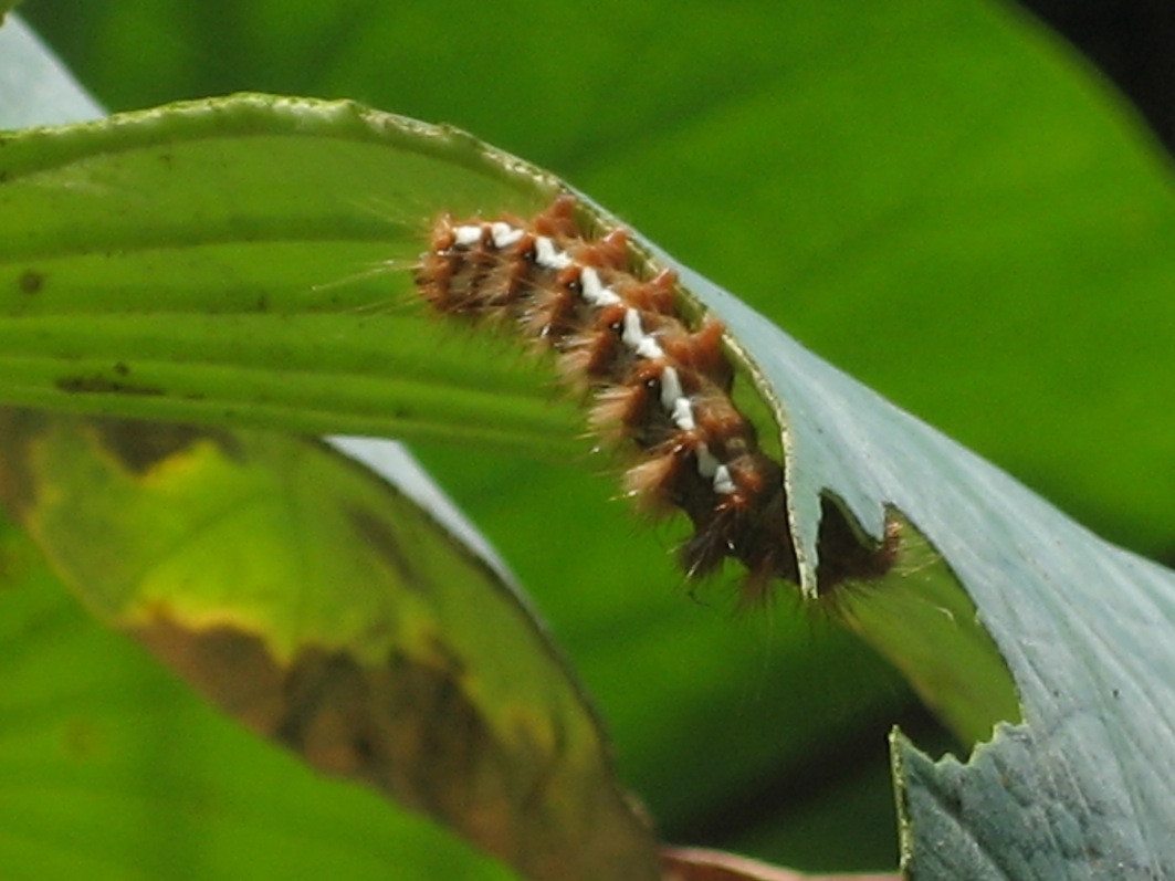 bruco di  Acronicta (Viminia) rumicis (Noctuidae)