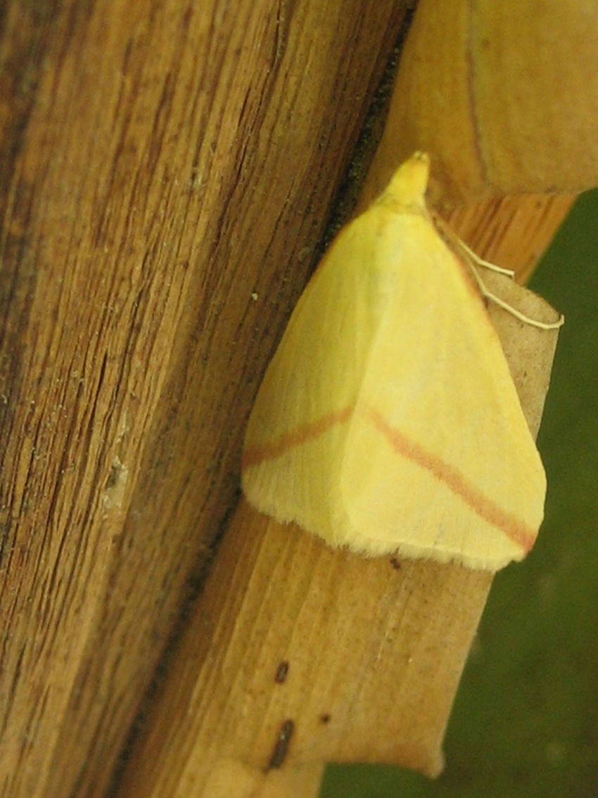 Rhodometra sacraria