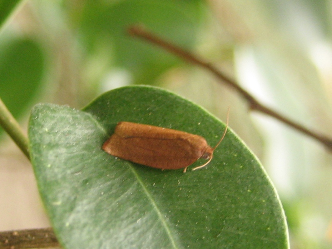 Clepsis consimilana