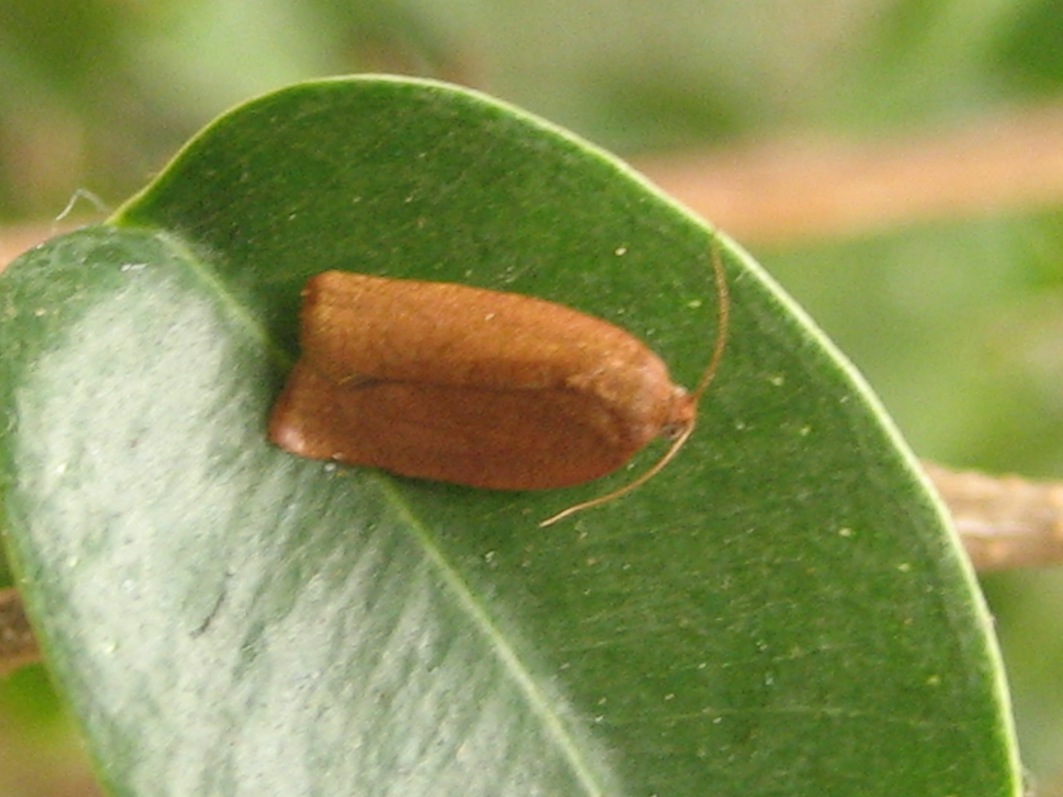 Clepsis consimilana