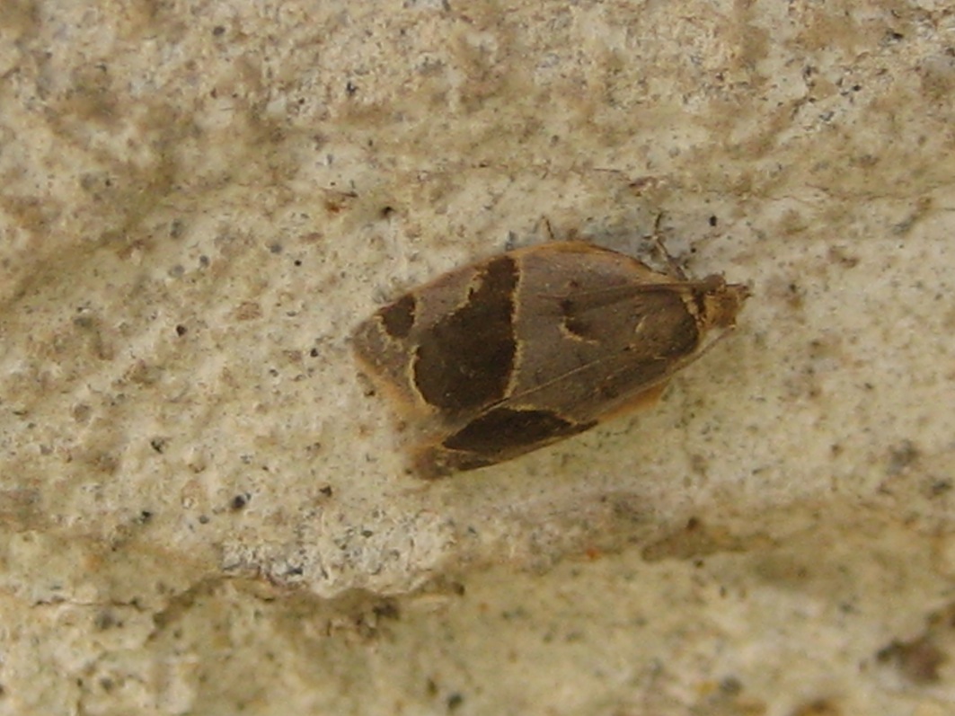 Clepsis dumicolana