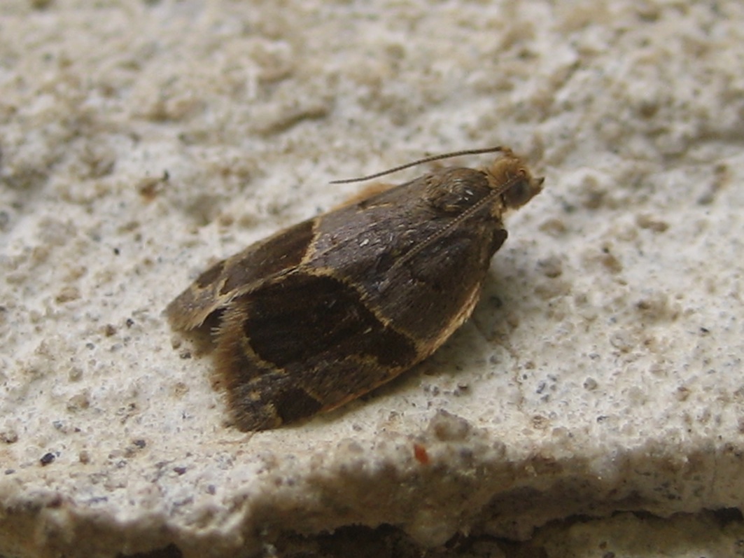 Clepsis dumicolana