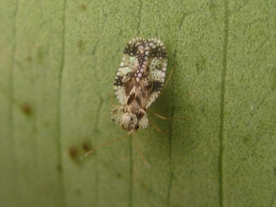 Tingidae sp. della Sicilia