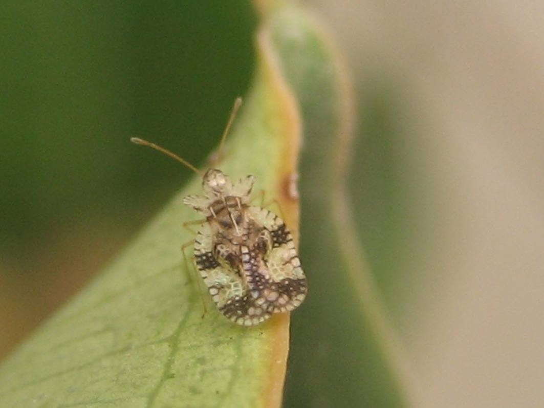 Tingidae sp. della Sicilia