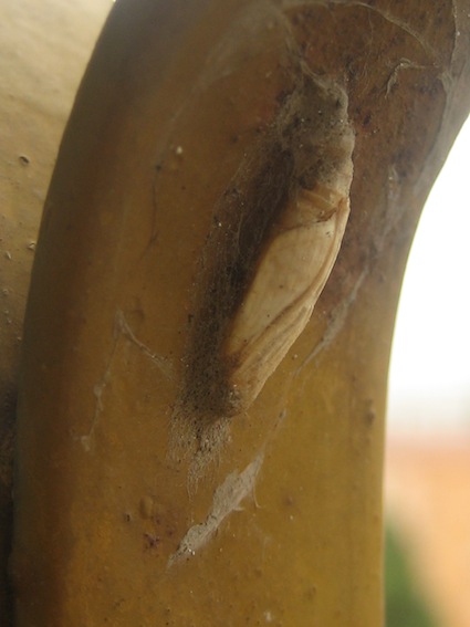 pupa in balcone