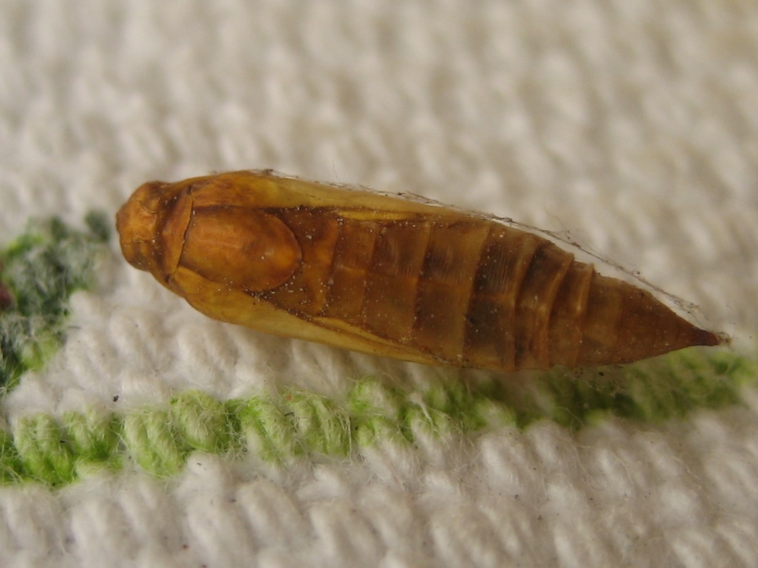 pupa in balcone