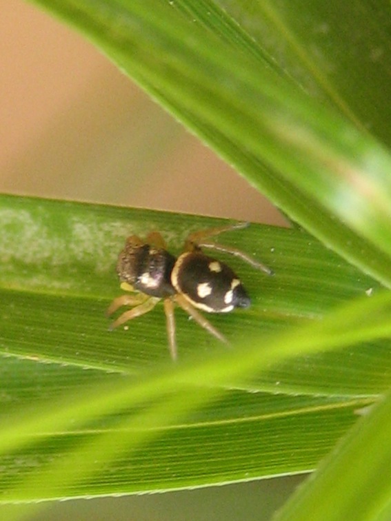 Heliophanus sp.