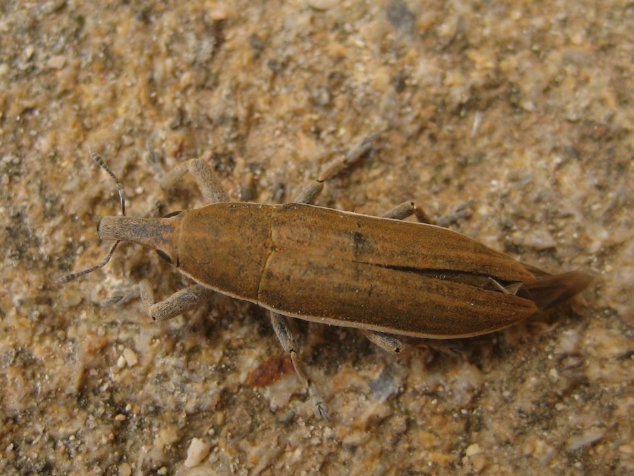 Lixus sp.