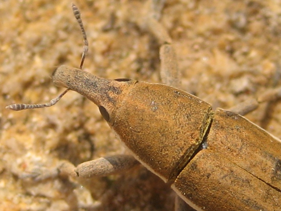 Lixus sp.