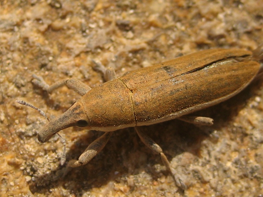 Lixus sp.