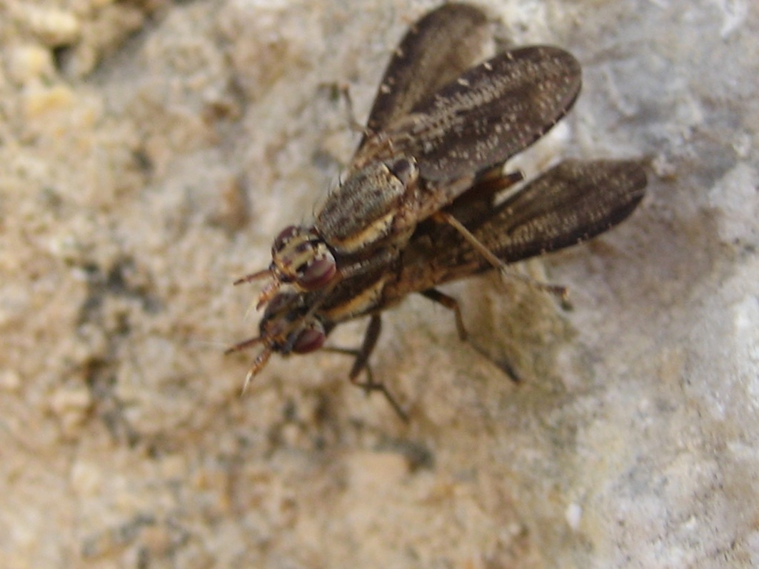 coppietta di Sciomyzidae