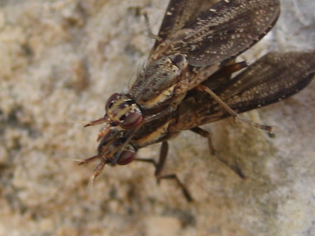 coppietta di Sciomyzidae