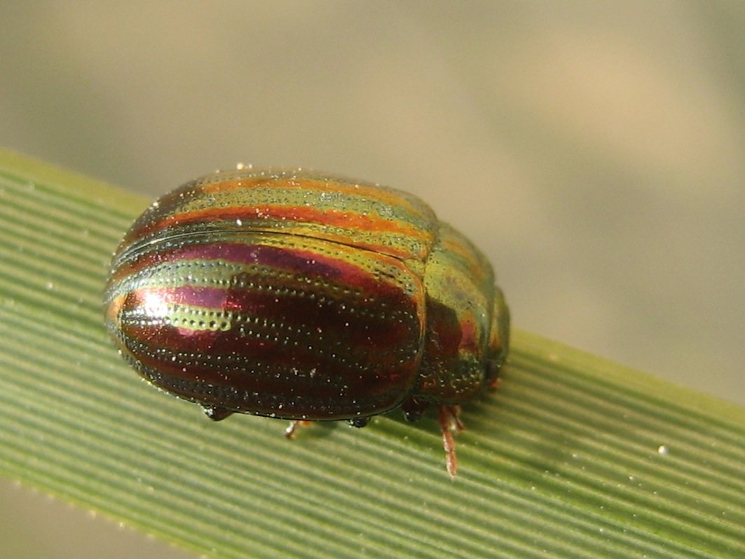 Chrysolina americana