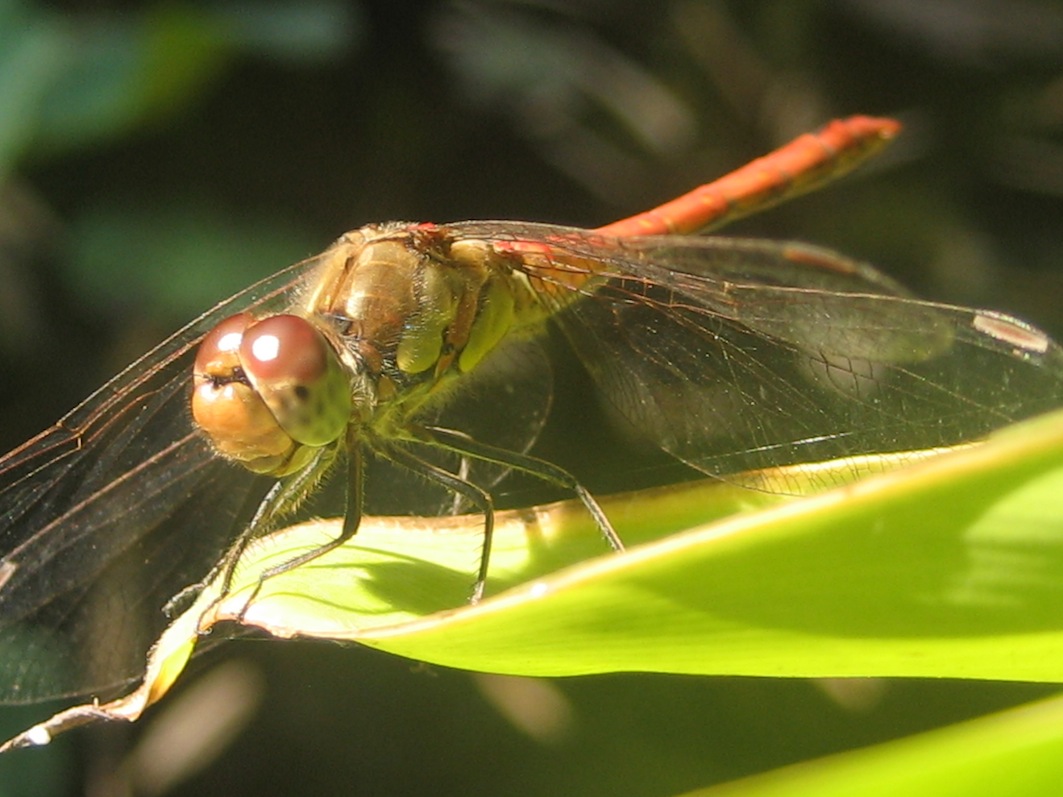 Sympetrum striolatum