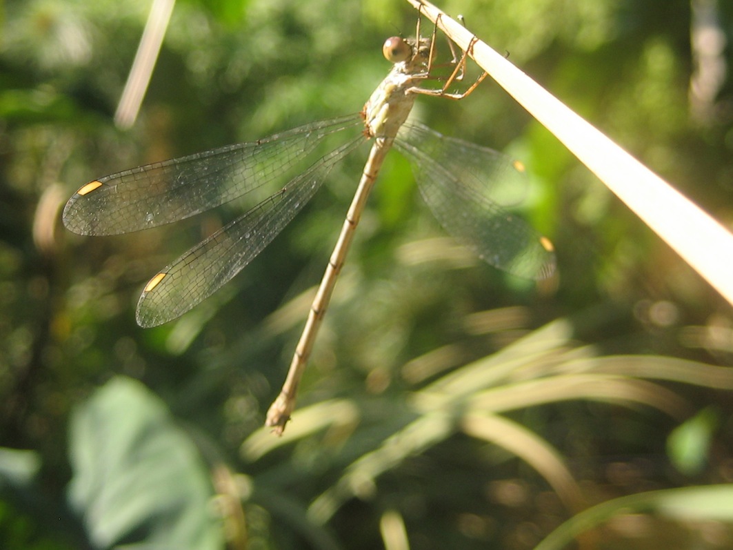 Chalcolestes viridis o parvidens