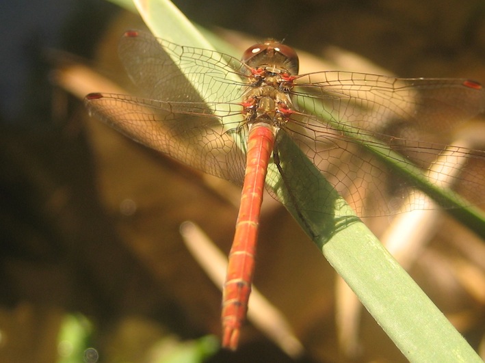 Sympetrum striolatum