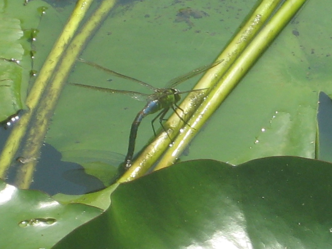 Anax imperator in deposizione