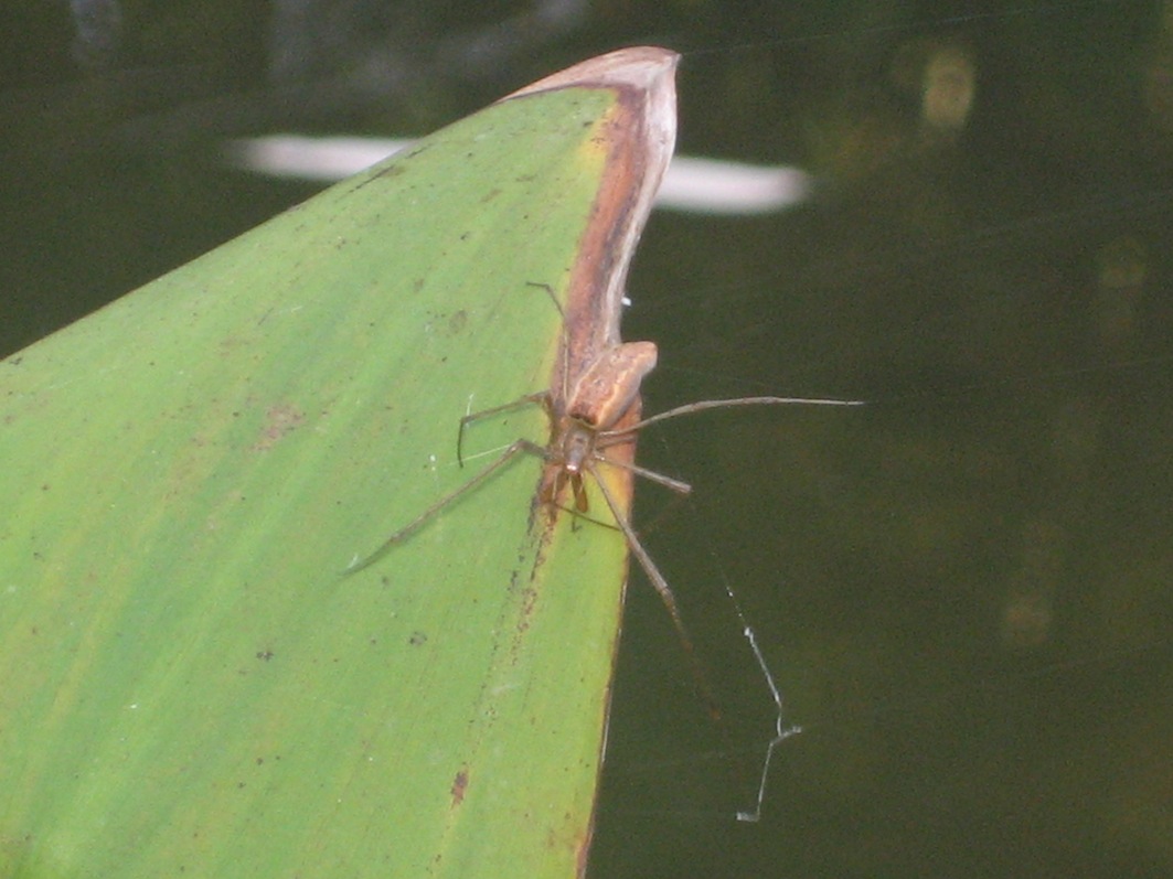 Tetragnatha sp.