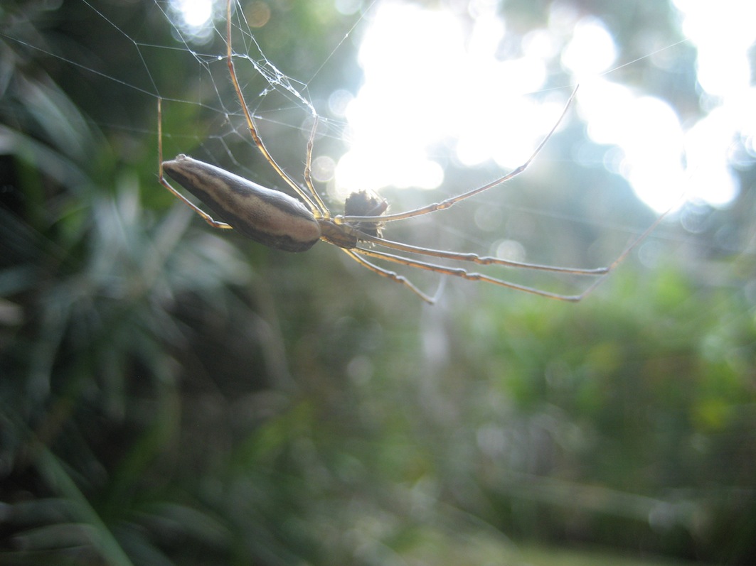 Tetragnatha sp.