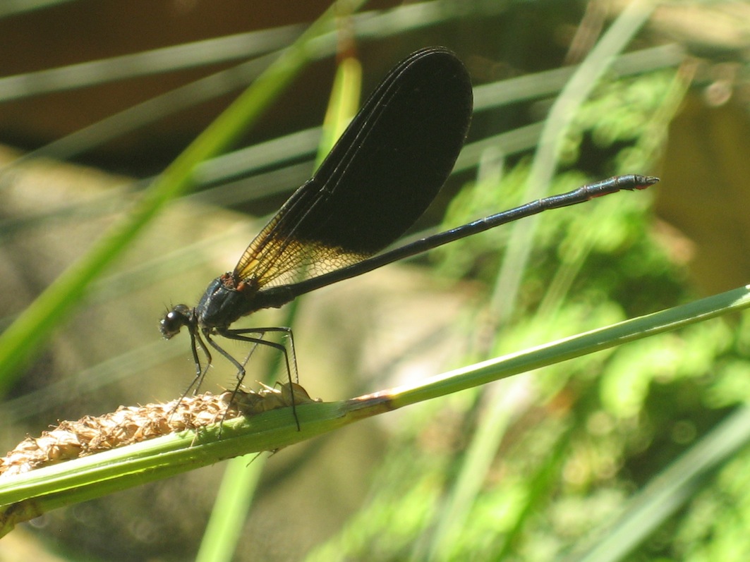 Calopteryx aemmorrhoidalis?