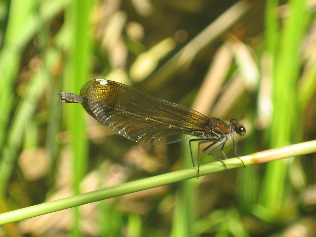 Calopteryx aemmorrhoidalis?