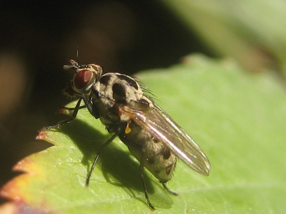 Anthomyia gruppo pluvialis