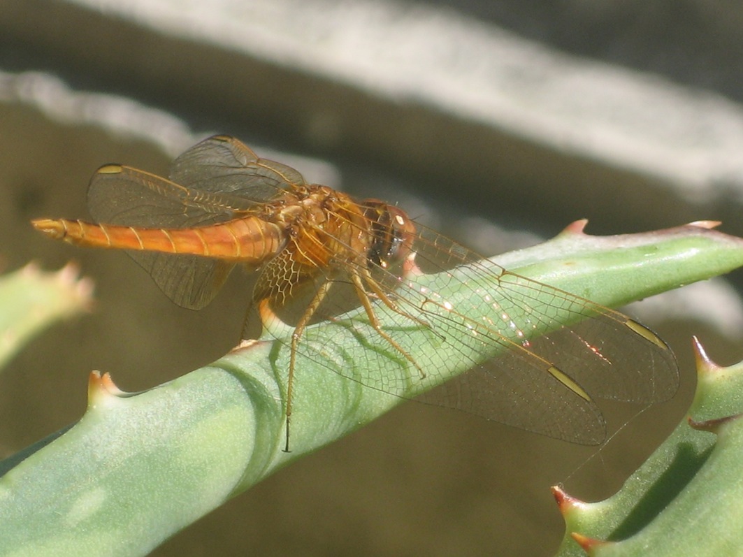 Crocothemis erythraea