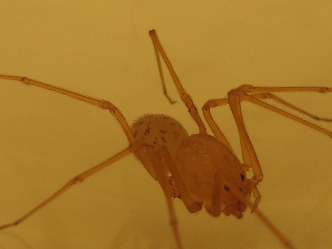 Scytodes sp.