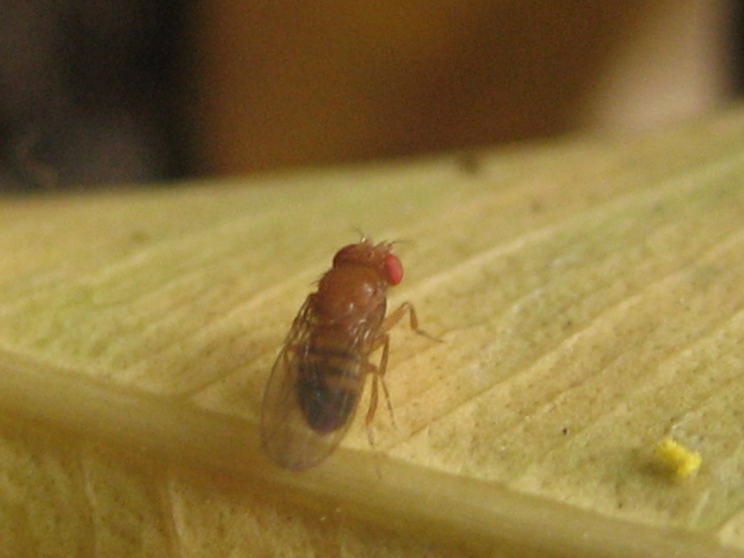 Drosophila melanogaster o simulans