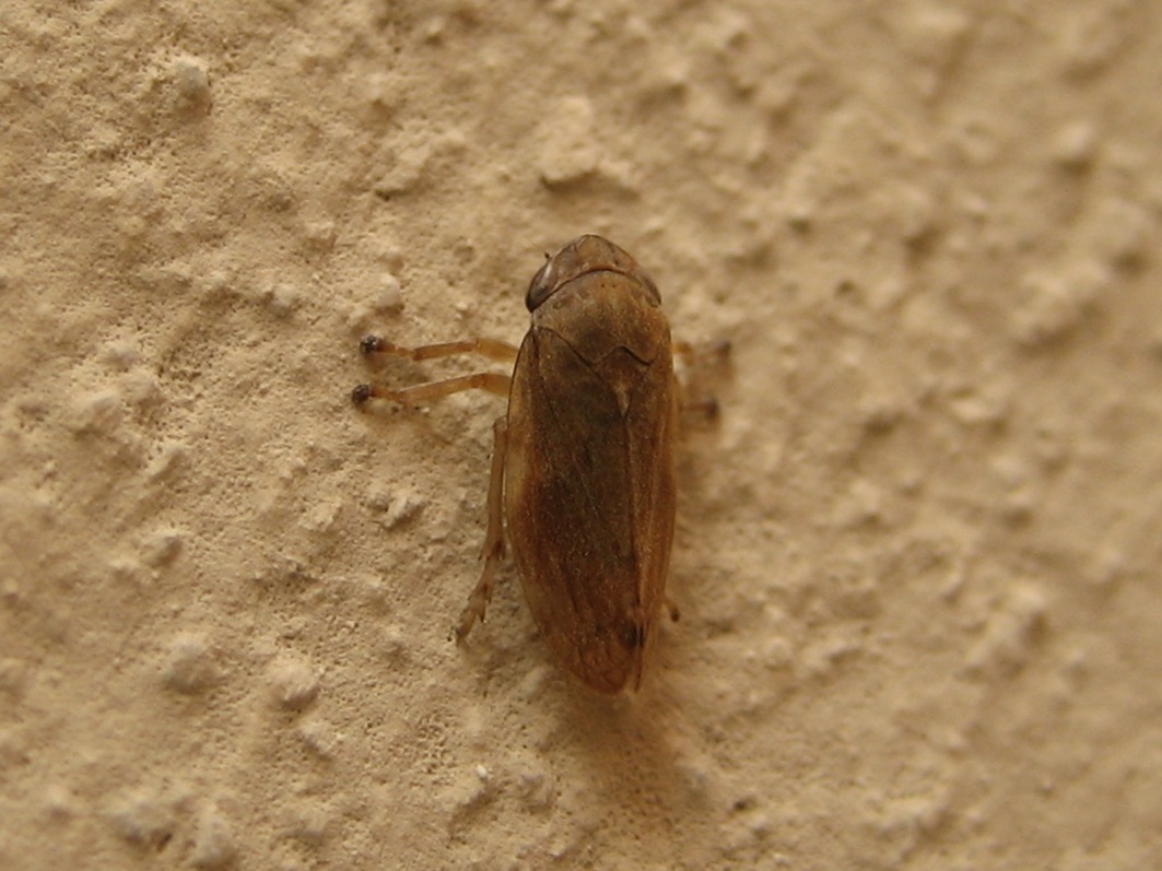 Philaenus spumarius (Linnaeus, 1758) - Aphrophoridae