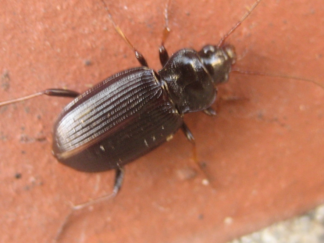 Nebria brevicollis