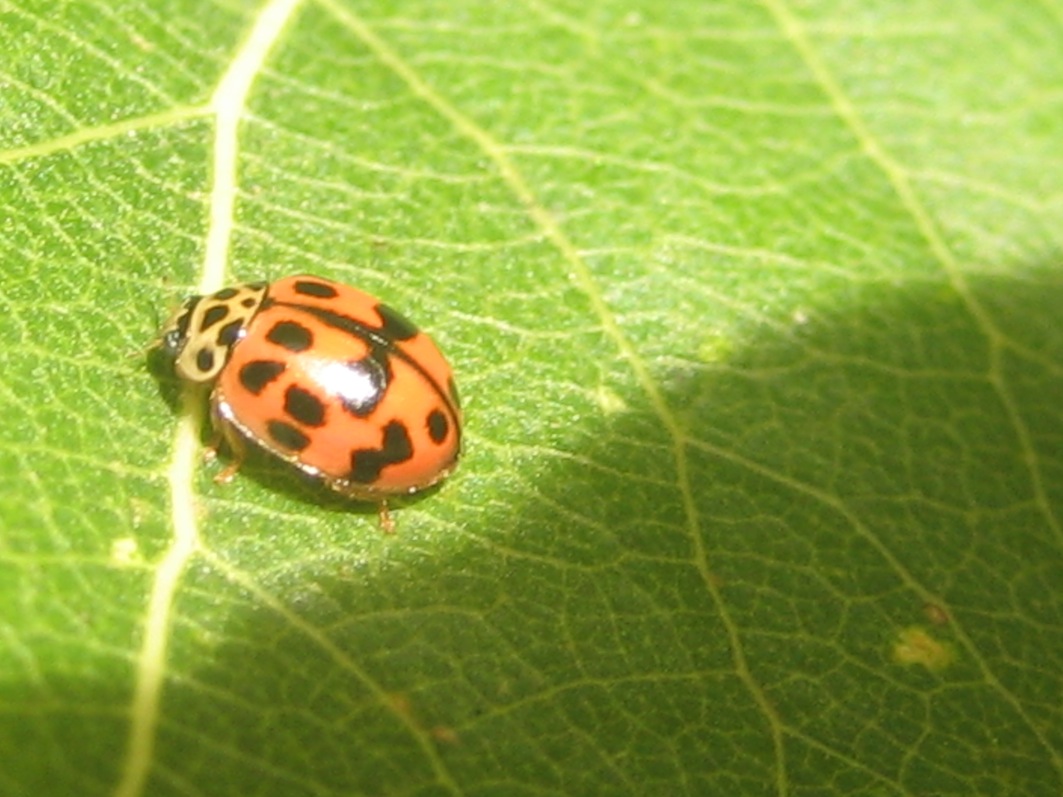 coccinella (Oenopia conglobata ?)