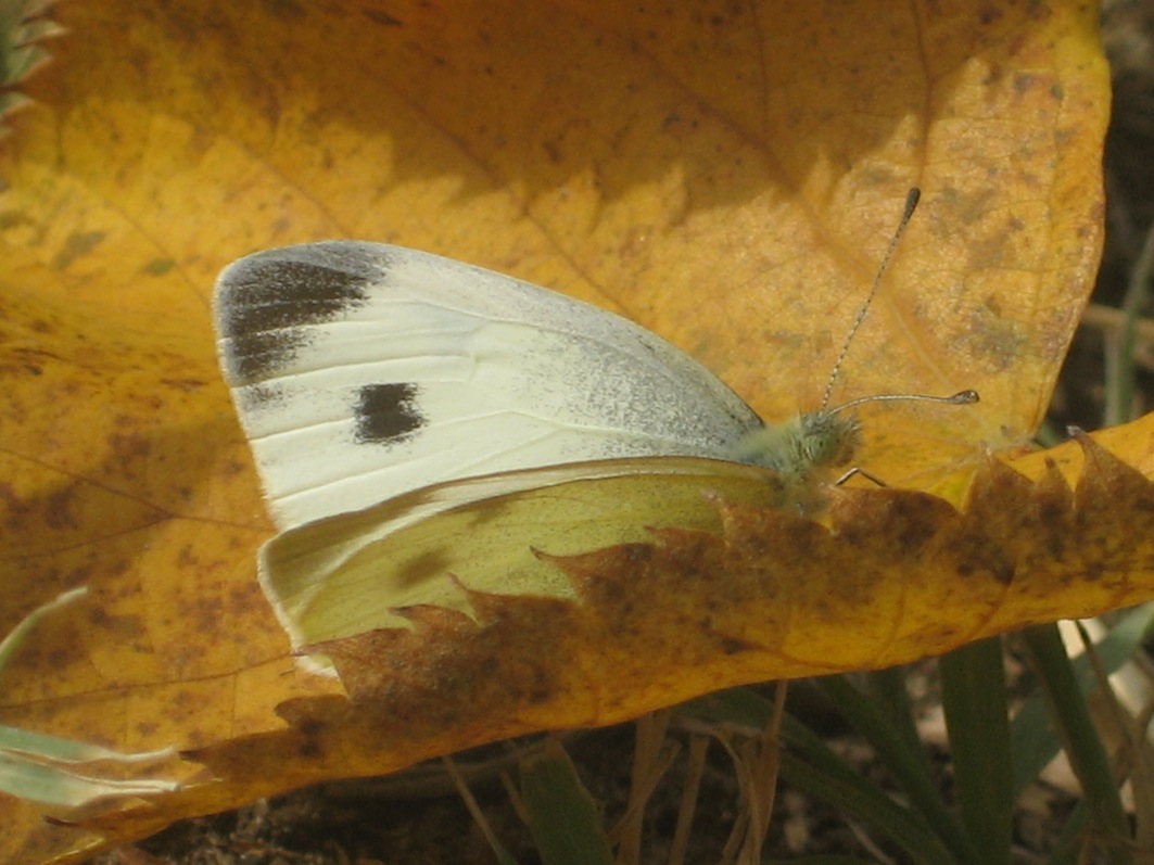 Pieris manni?