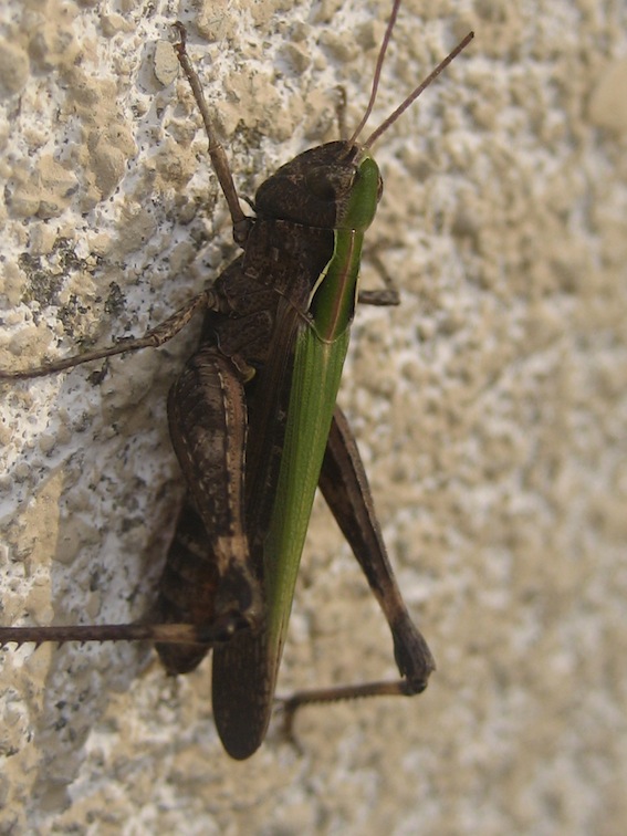 femmina di Omocestus rufipes